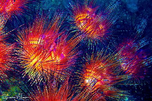 Underwater Fireworks.  This is a group of fire urchins, a... by Laurie Slawson 